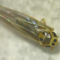Arboridia ribauti